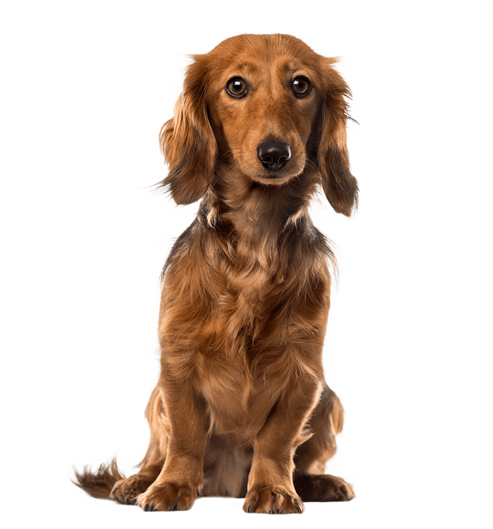 Picture of Pet