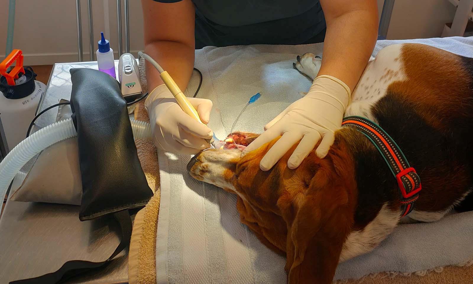 Dog Dental