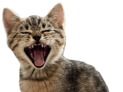 image of cat